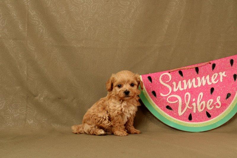 puppy, for, sale, Maltipoo, Matthew B. Stoltzfus, dog, breeder, Gap, PA, dog-breeder, puppy-for-sale, forsale, nearby, find, puppyfind, locator, puppylocator, aca